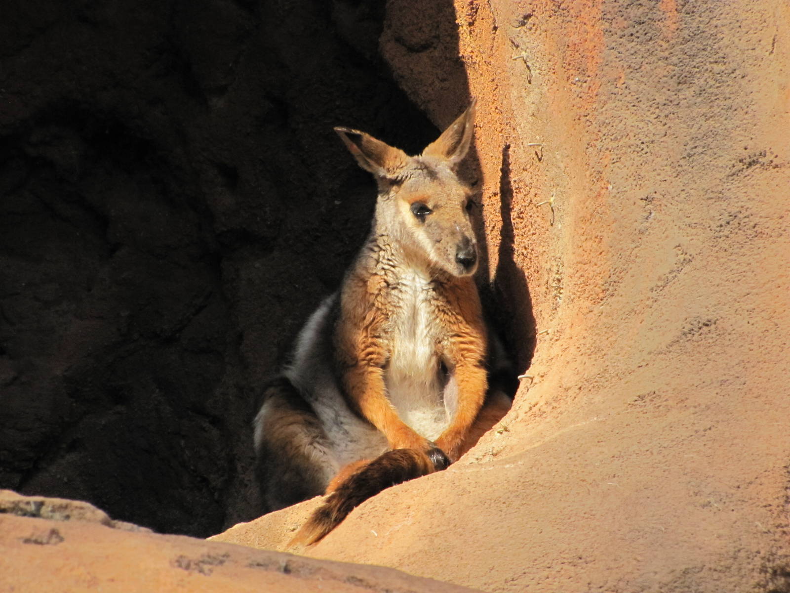 Henry Doorly Zoo 2010 - Yellow-footed Rock Wallaby in Desert Dome