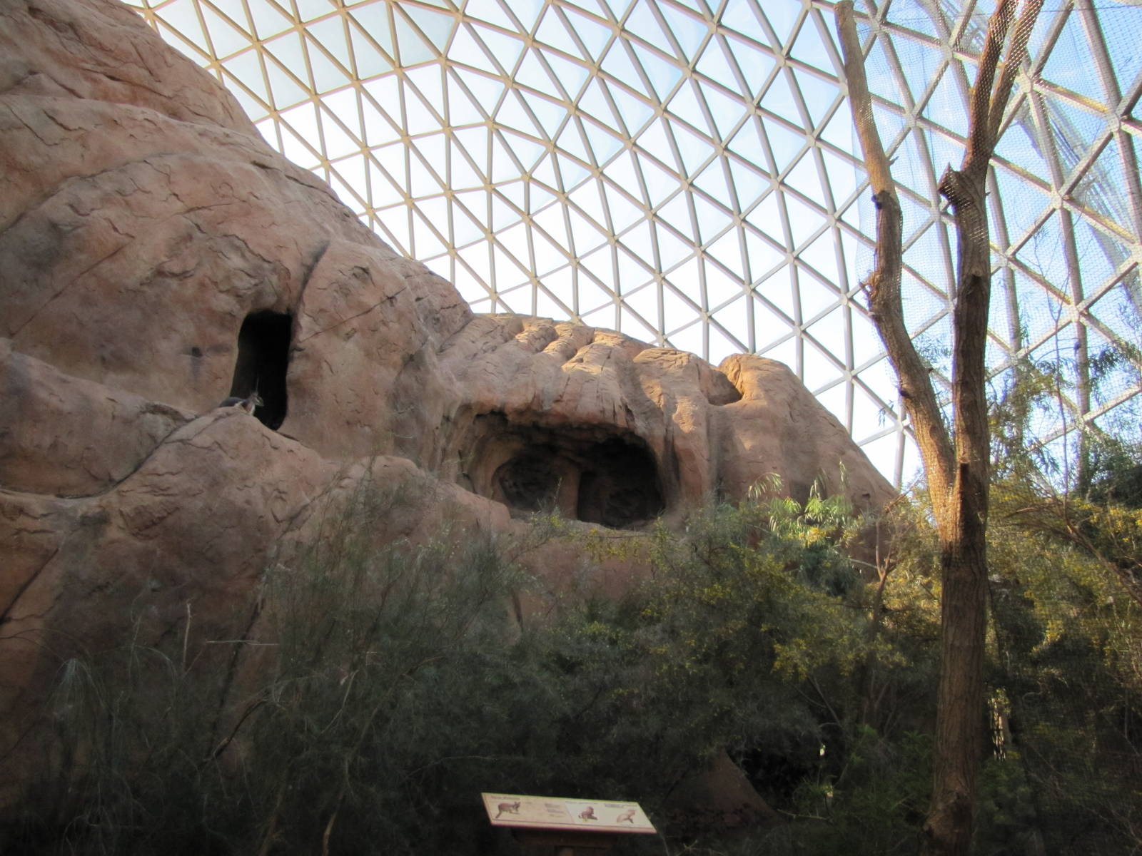 Henry Doorly Zoo 2010 - Yellow-footed Rock Wallaby in Desert Dome