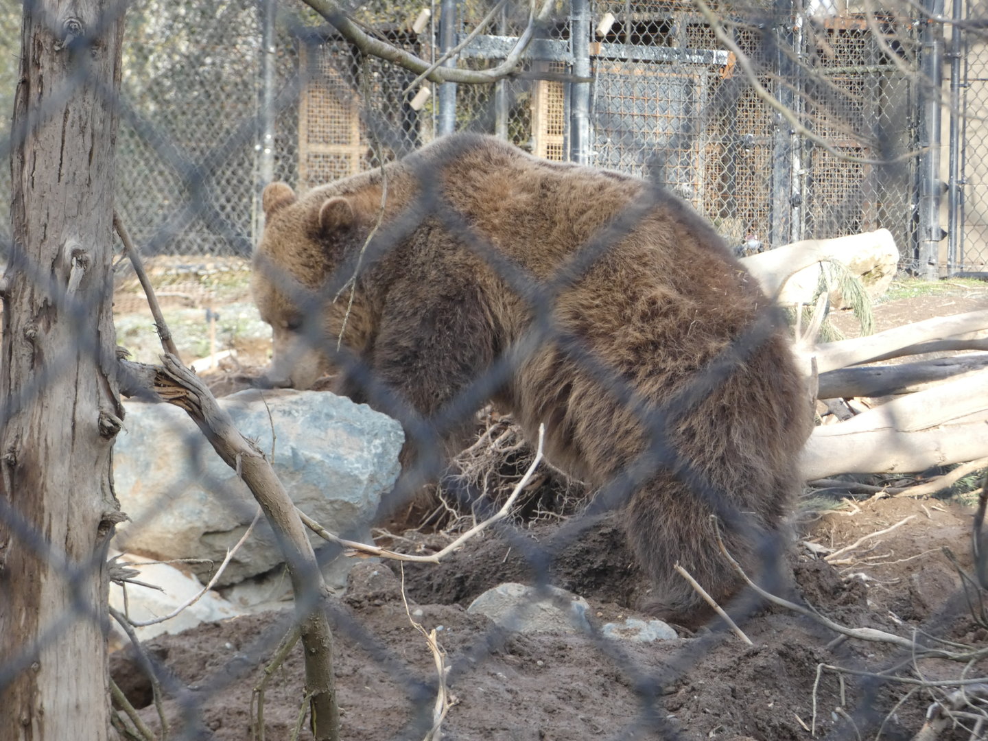 Henry (Grizzly bear)