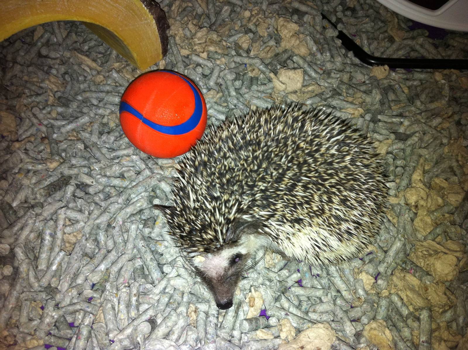 Henry my african pygmy hedgehog