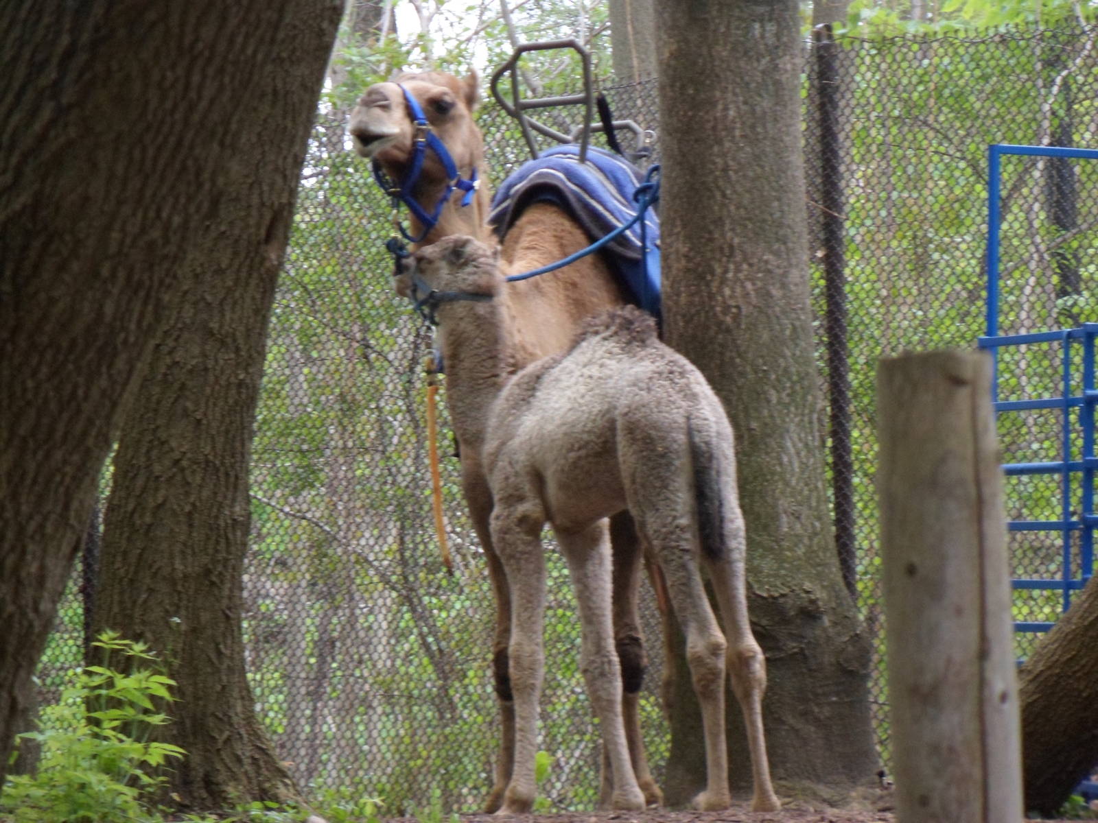 Henry The Baby Camel