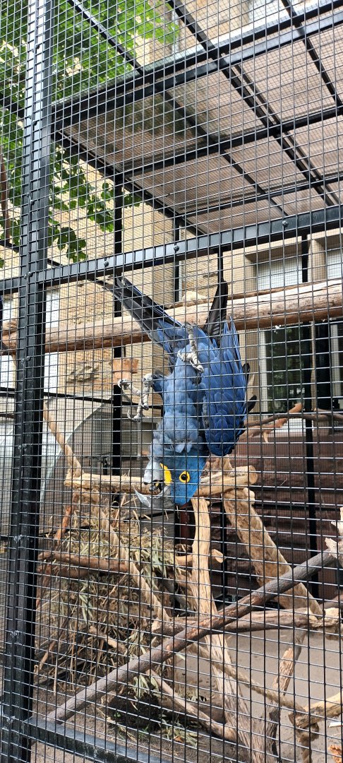 Henry the handreared Hyacinth Macaw