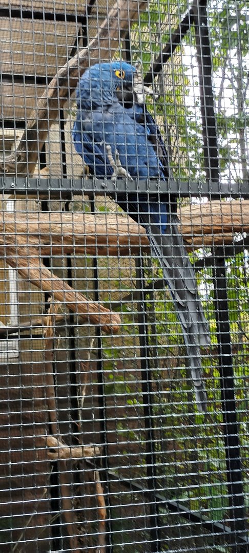 Henry the handreared Hyacinth Macaw
