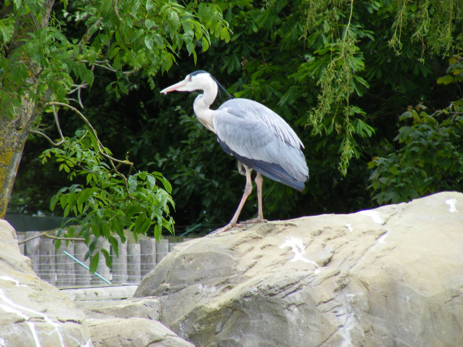 Henry the heron in penguin enclosure at Drusillas Park, 23 May 2009