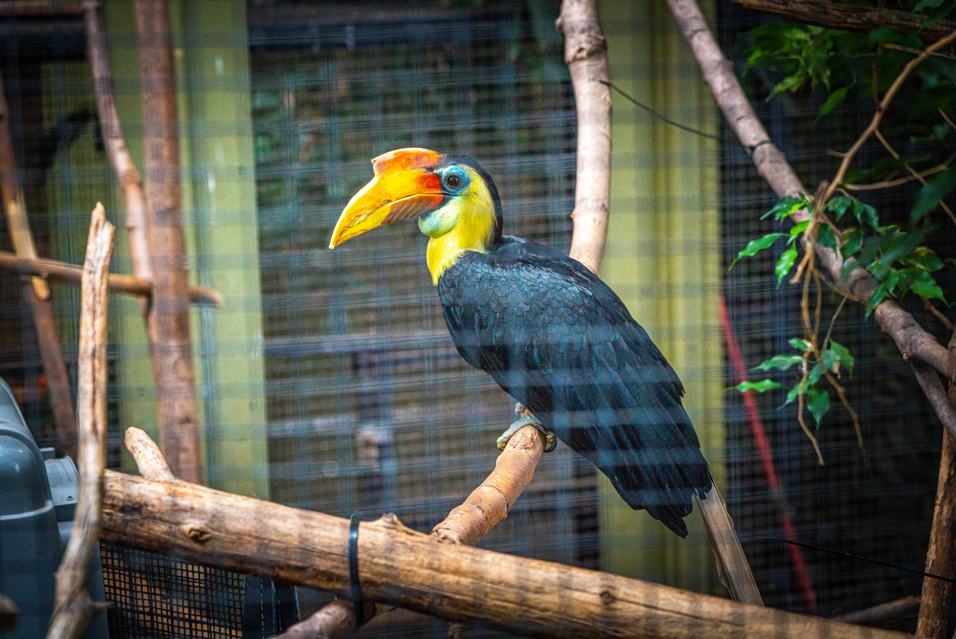 Henry the male Wrinkled Hornbill