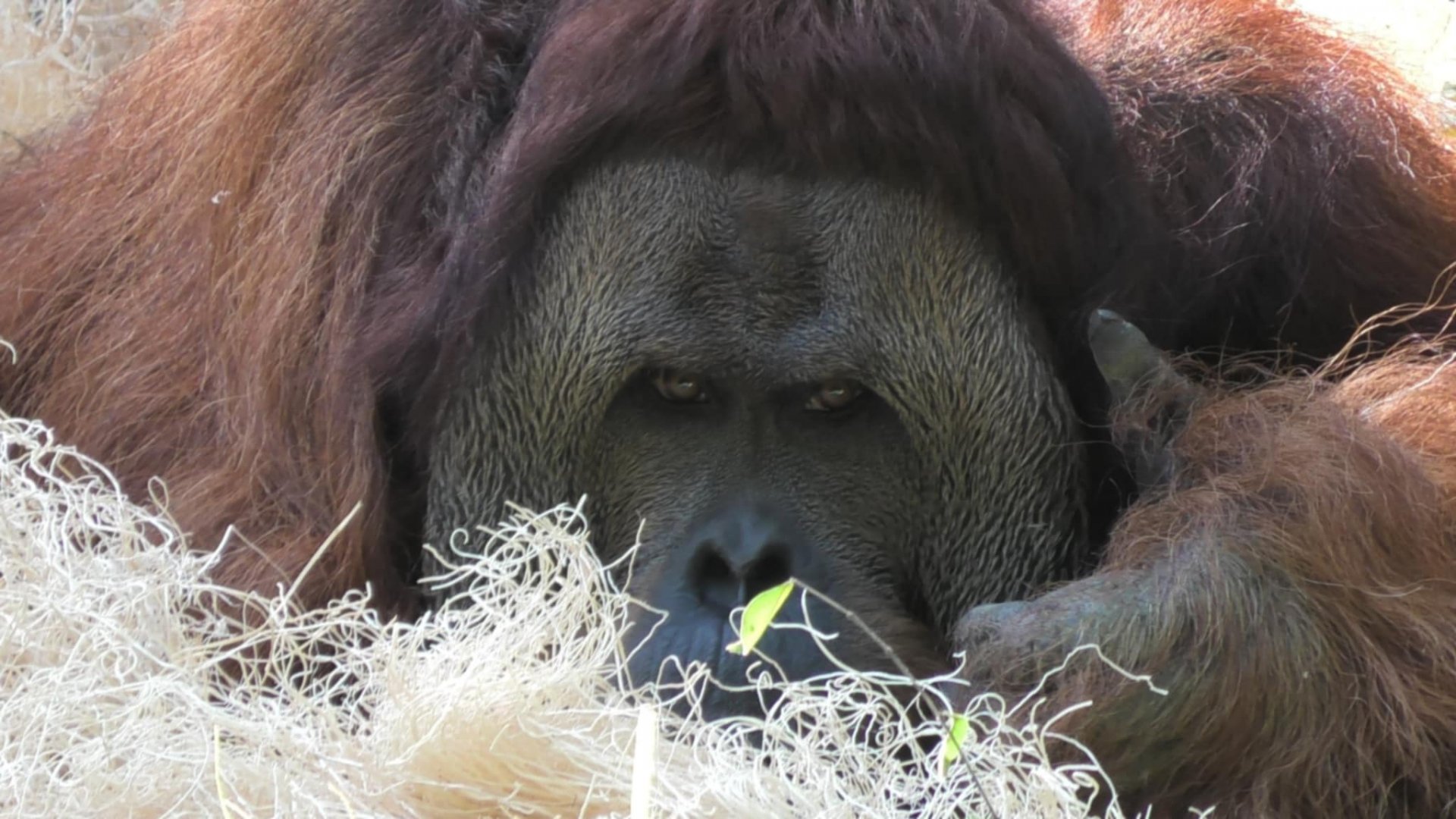 Henry the orangutan gave me his thumbs of approval