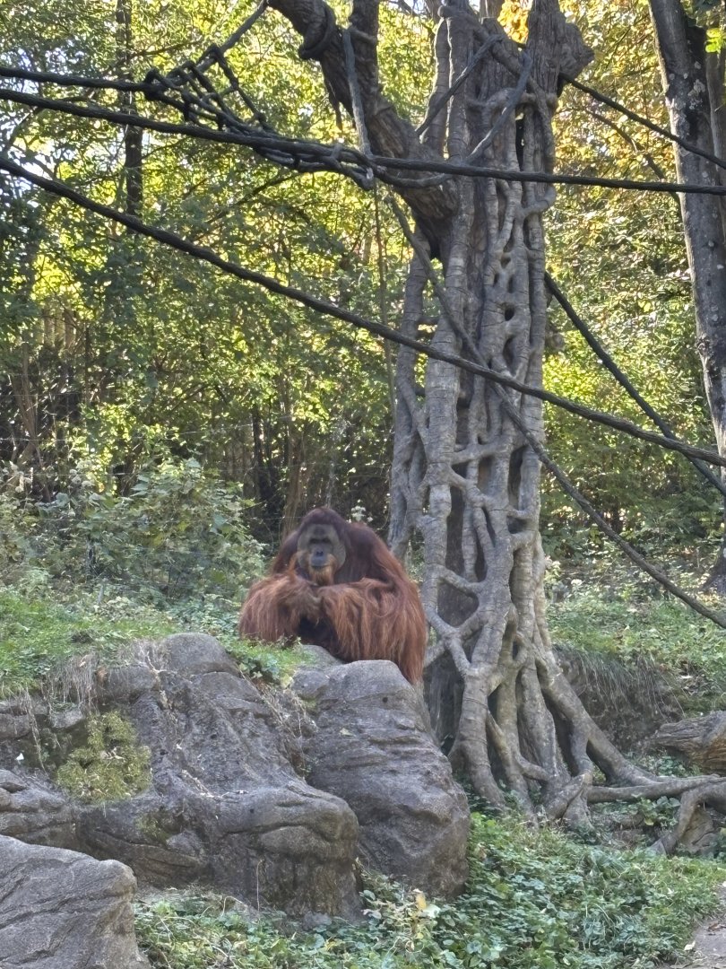 Henry the Sumatran Orangutan - Jungle Trails