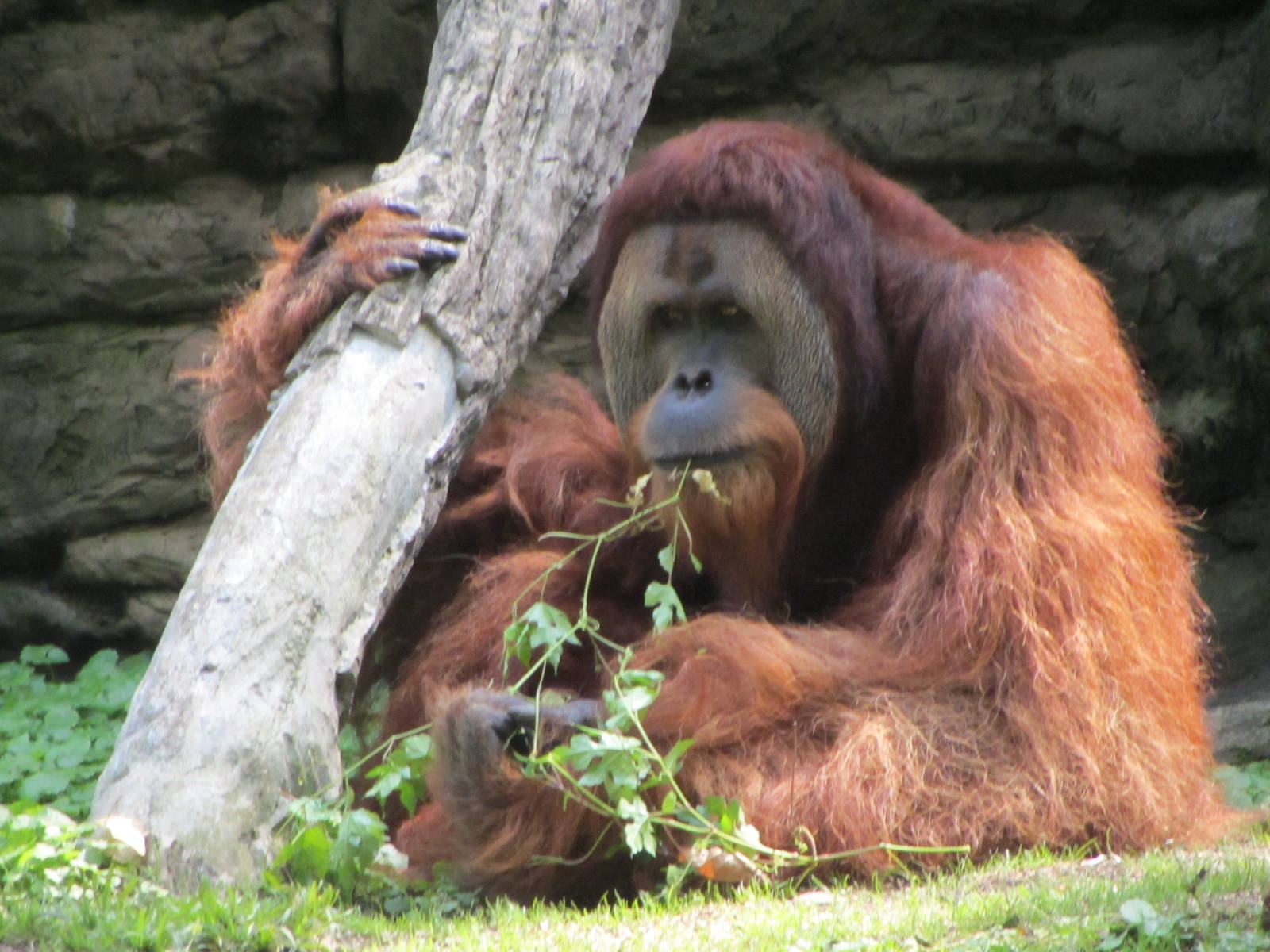 Henry the Sumatran Orangutan