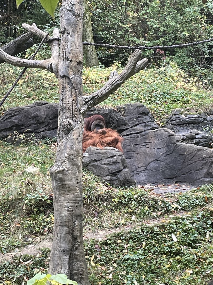 Henry the Sumatran Orangutan