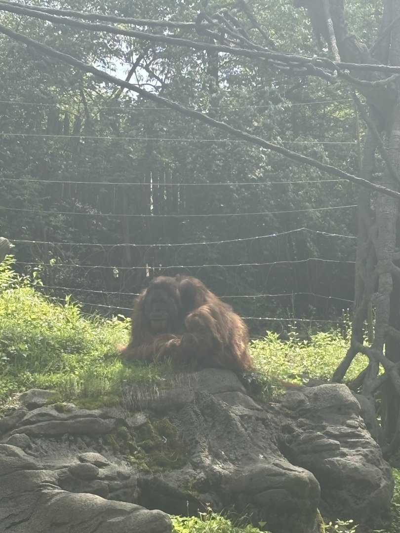 Henry the Sumatran Orangutan