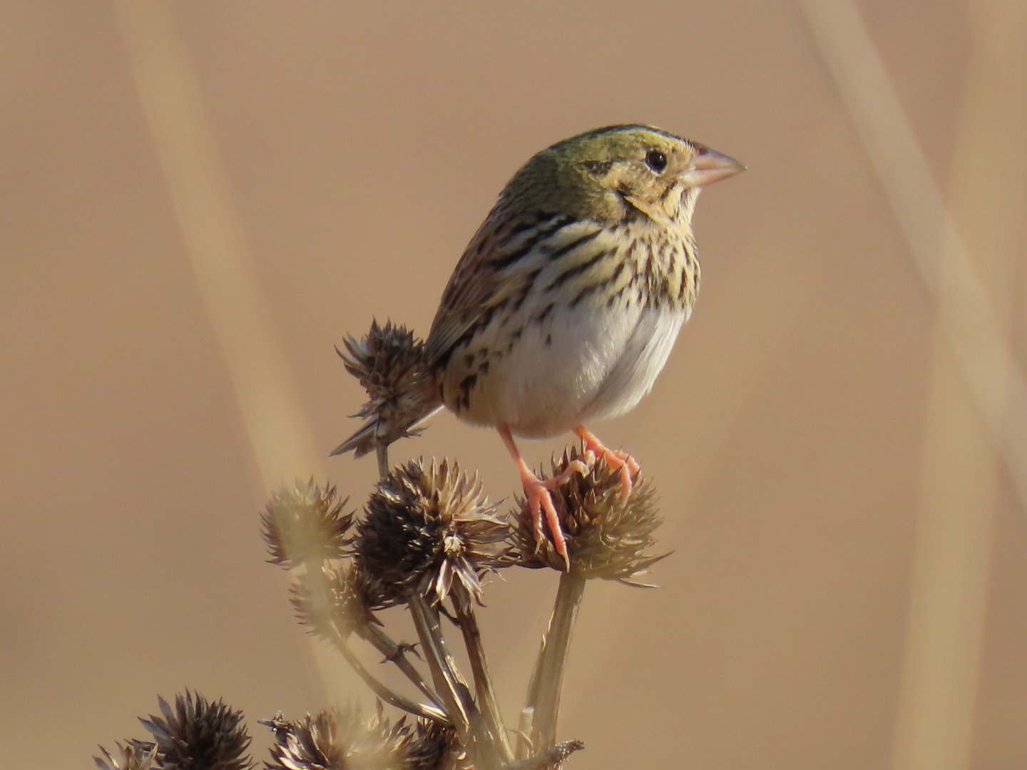 Henslow’s Sparrow (Centronyx henslowii)