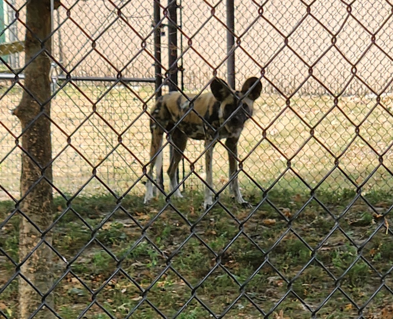 Henson Robinson Zoo - African Wild Dog