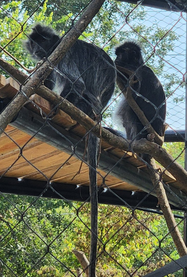 Henson Robinson Zoo - Silvery Lutung