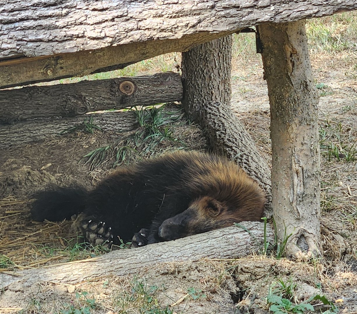 Henson Robinson Zoo - Wolverine