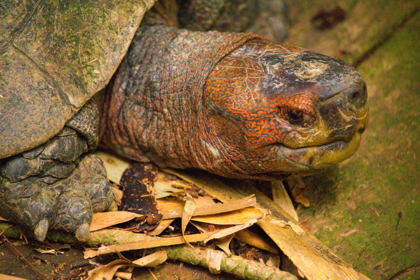 Heosemys grandis (Giant Asian Pond Turtle)