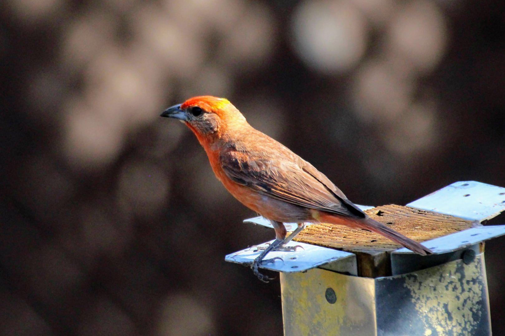 Hepatic Tanager