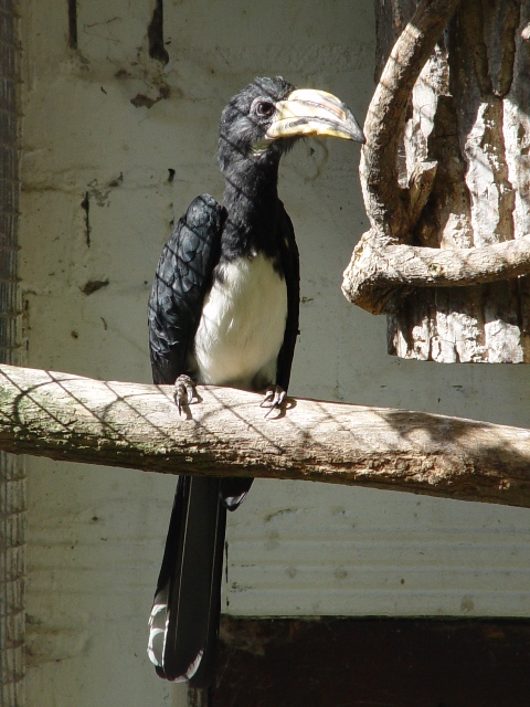 Heppenheim Bird Park - Allied hornbill