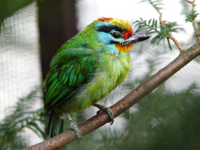 Heppenheim Bird Park - Black-browed barbet