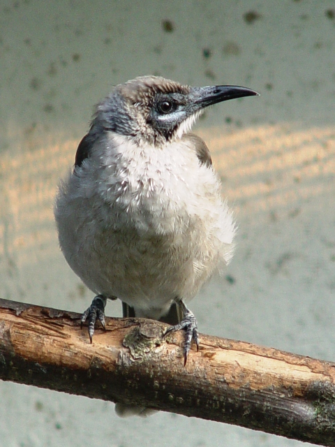 Heppenheim Bird Park - Little friarbird
