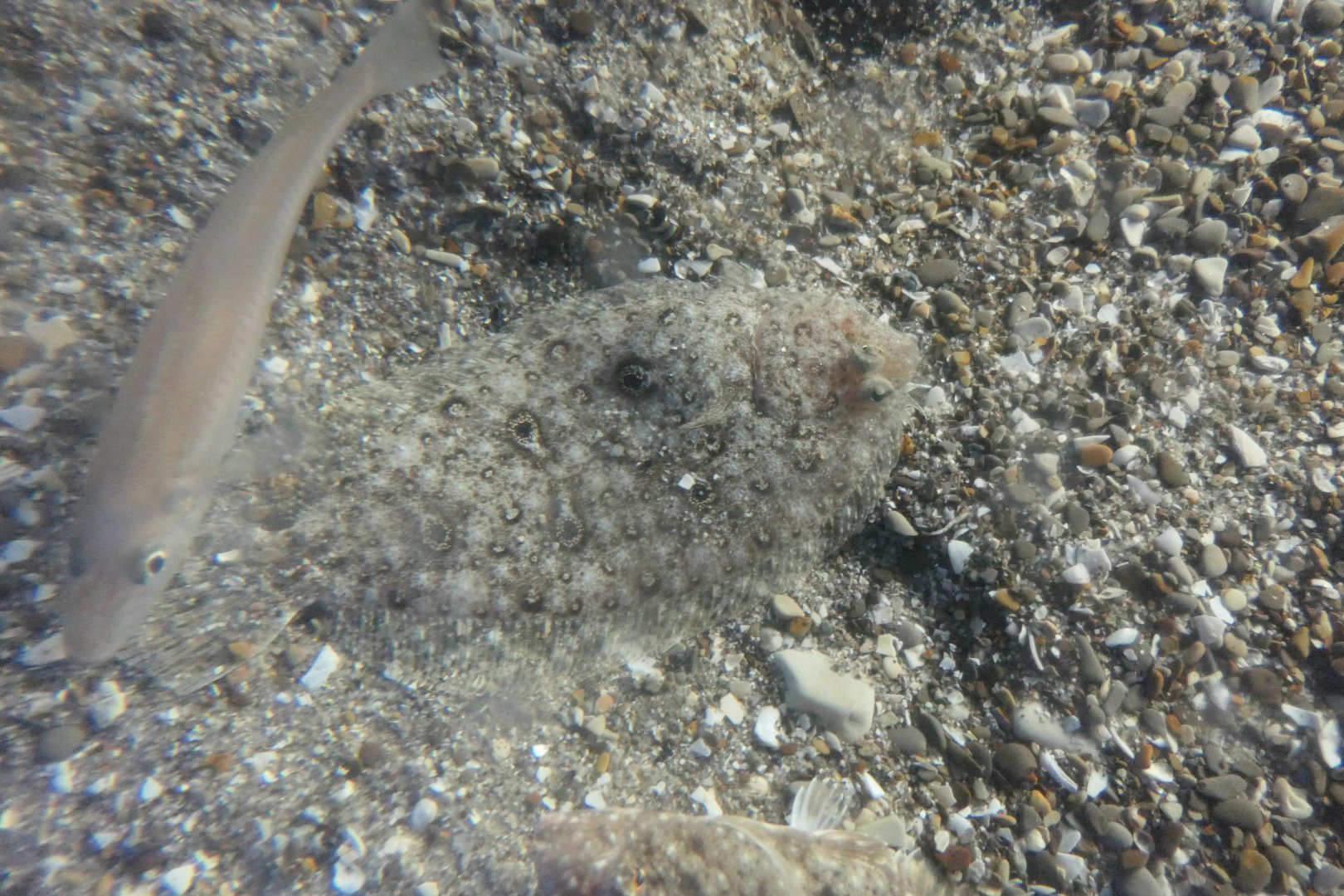 Heraganzoubirame (Pseudorhombus oculocirris)