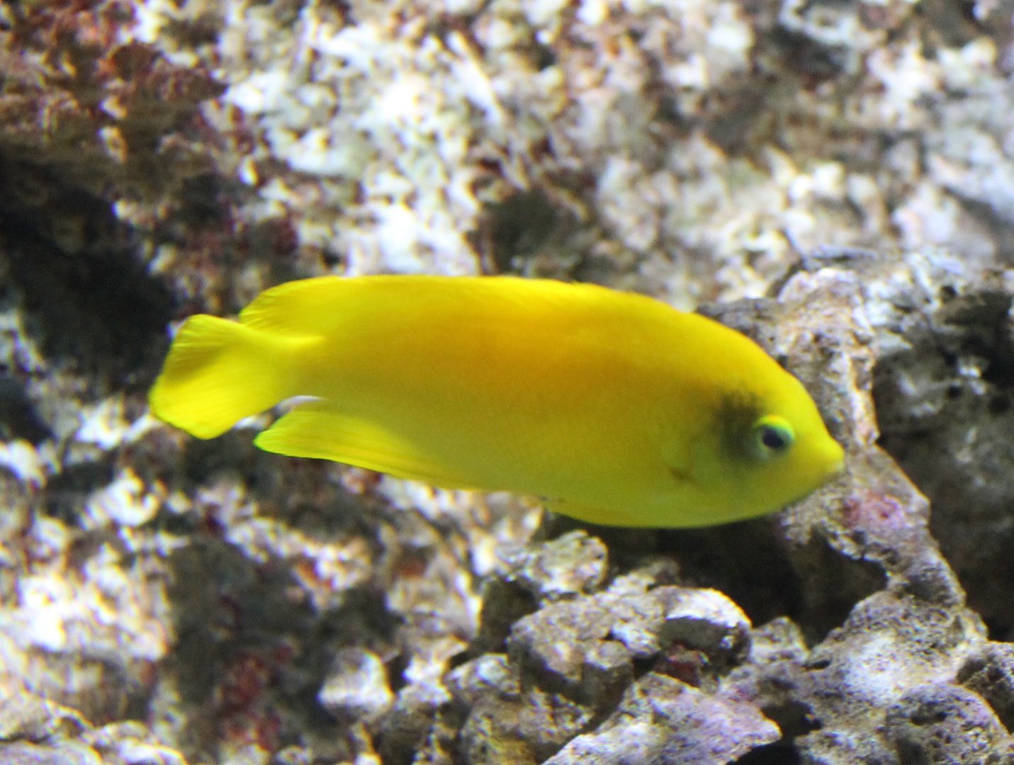 Herald's angelfish - Centropyge heraldi