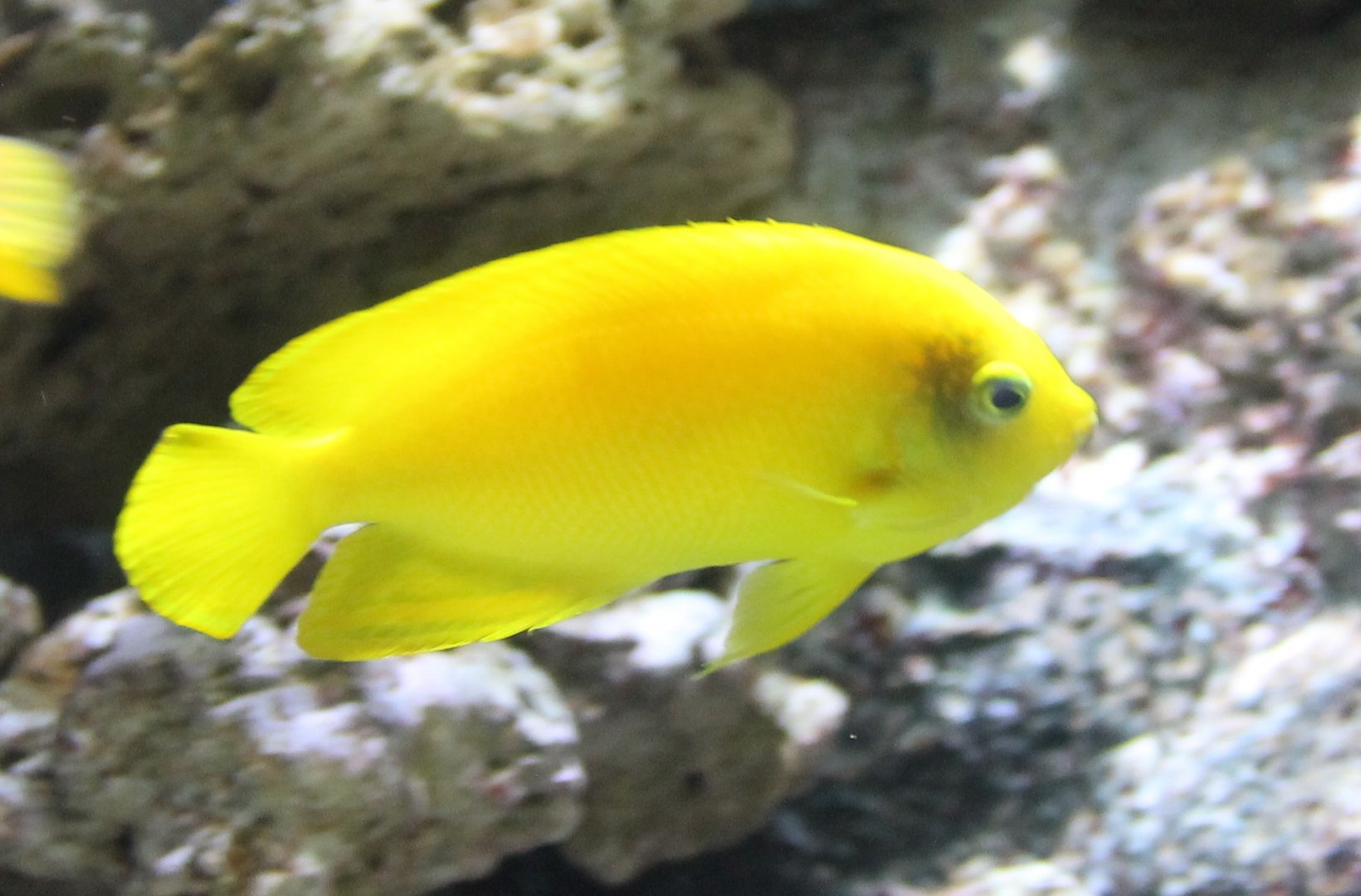 Herald's angelfish - Centropyge heraldi