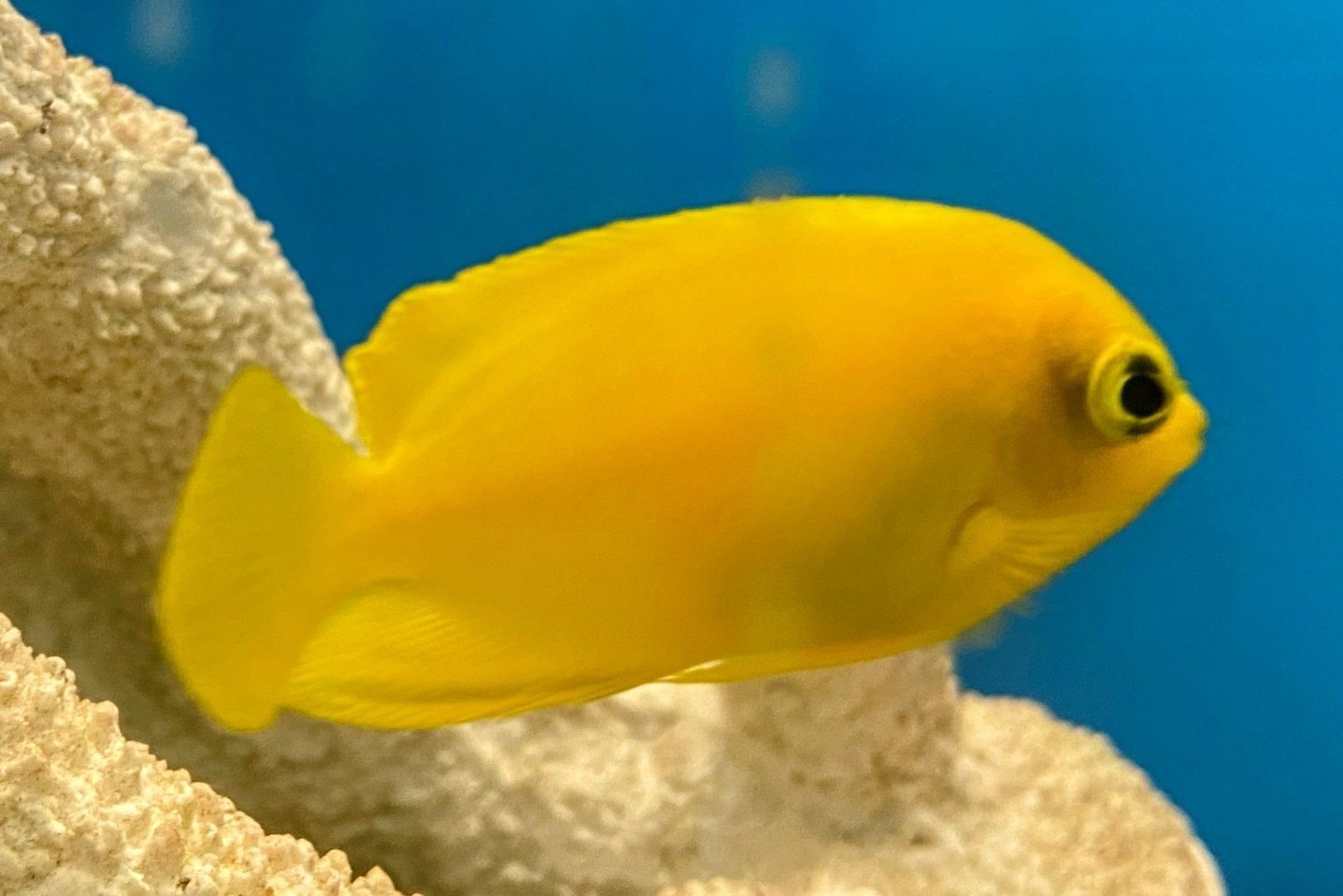 Herald’s Angelfish