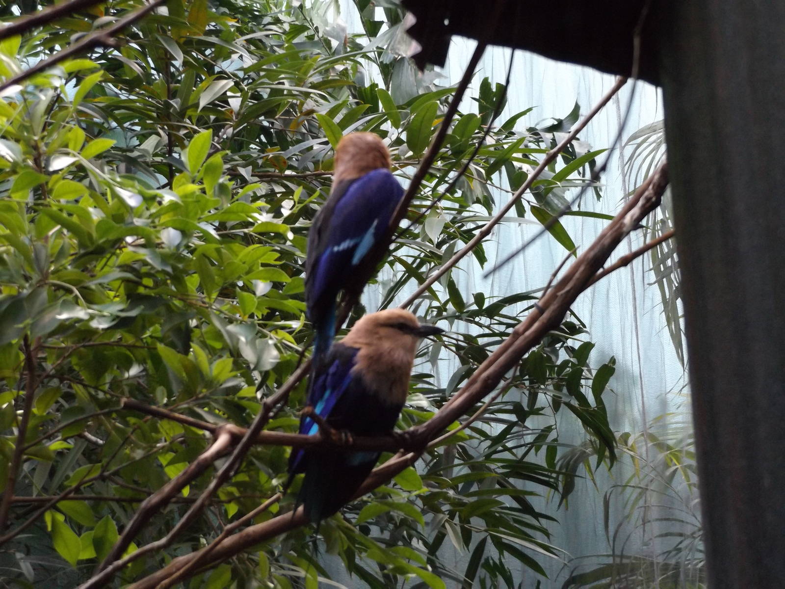 Herb and Nada Mahler Family Aviary - Blue-bellied Rollers