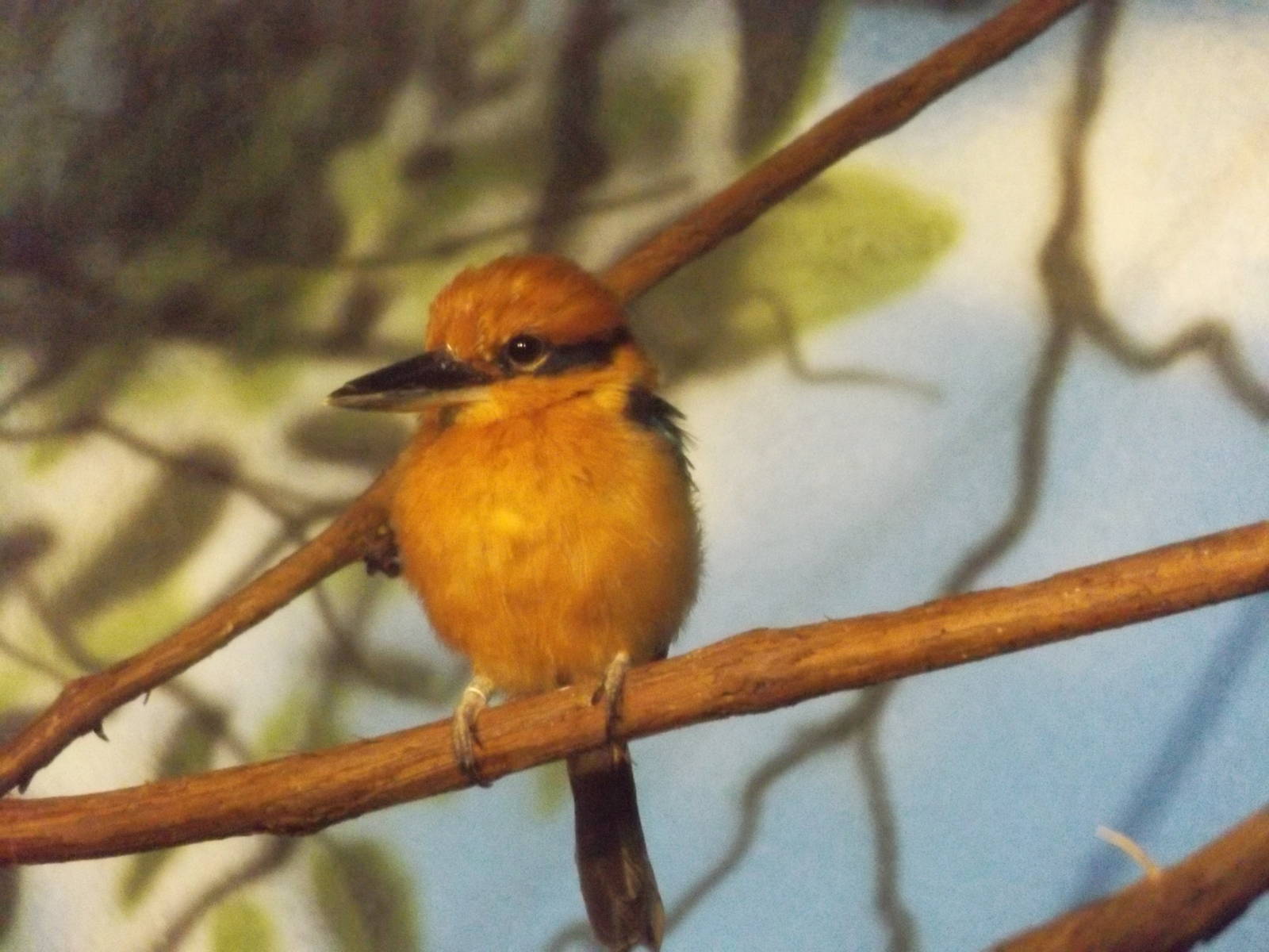 Herb and Nada Mahler Family Aviary - Male Guam Kingfisher