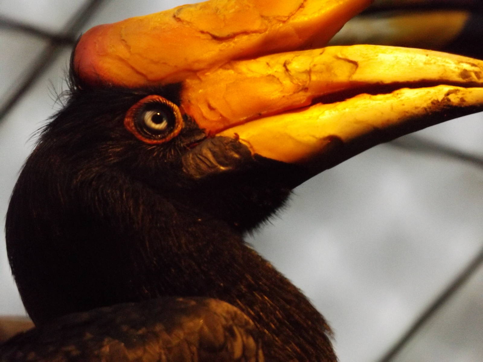 Herb and Nada Mahler Family Aviary - Rhinoceros Hornbill