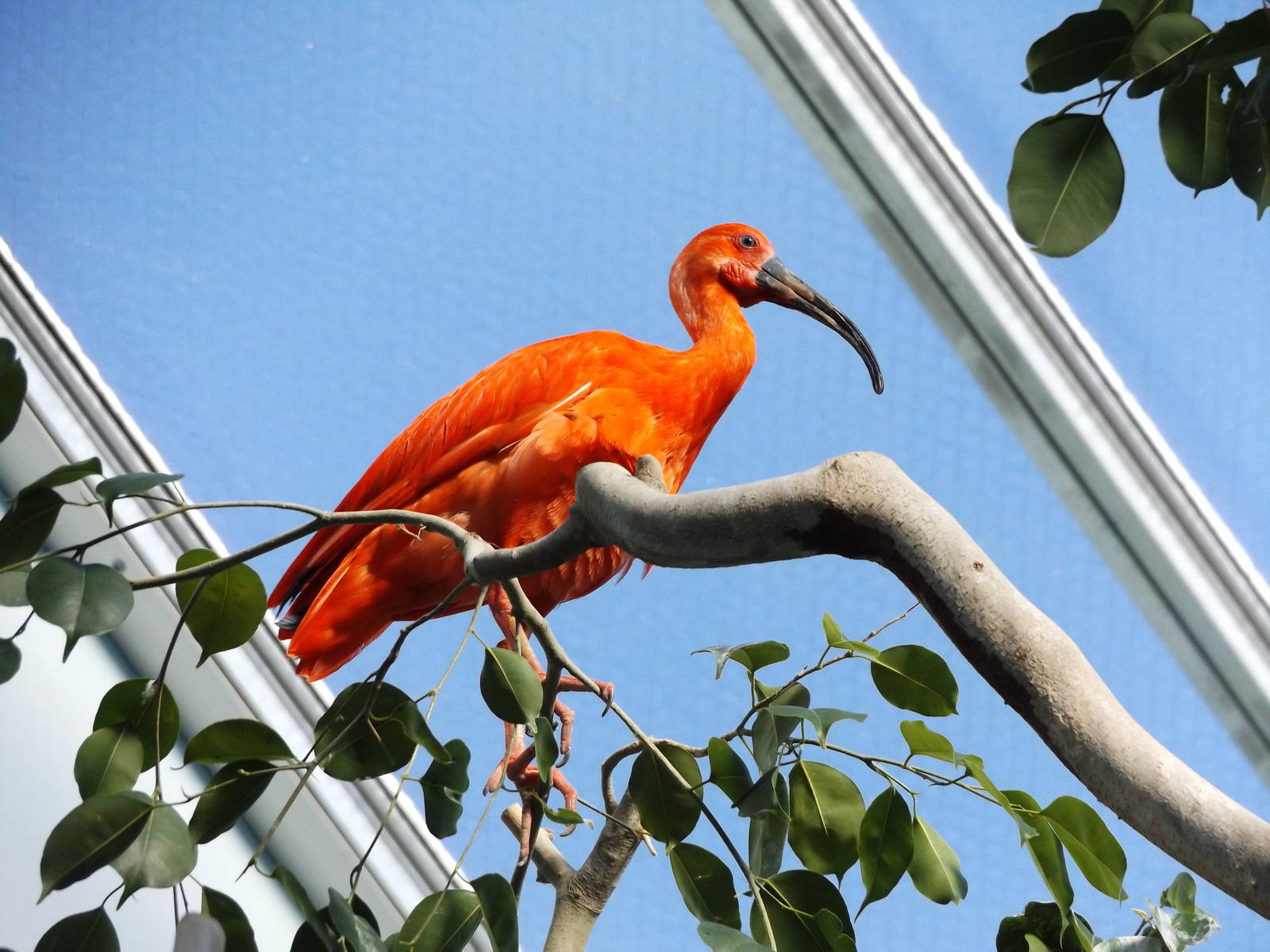 Herb and Nada Mahler Family Aviary - Scarlet Ibis