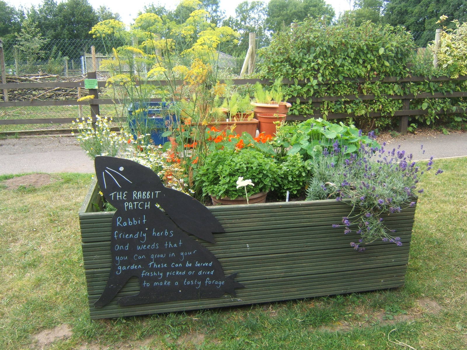 Herb Garden for rabbits