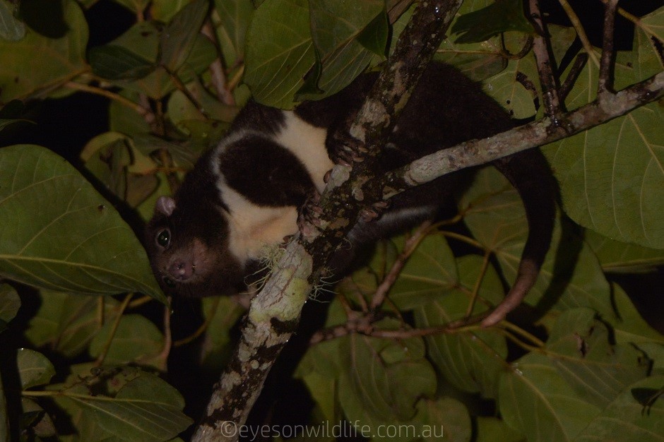 Herbert River Ringtail Possum (Pseudochirulus herbertensis)