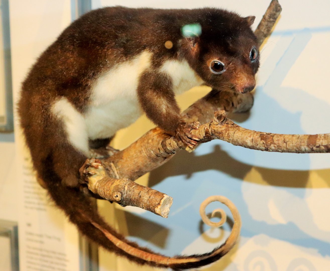 Herbert River Ringtail Possum (Pseudochirulus herbertensis)