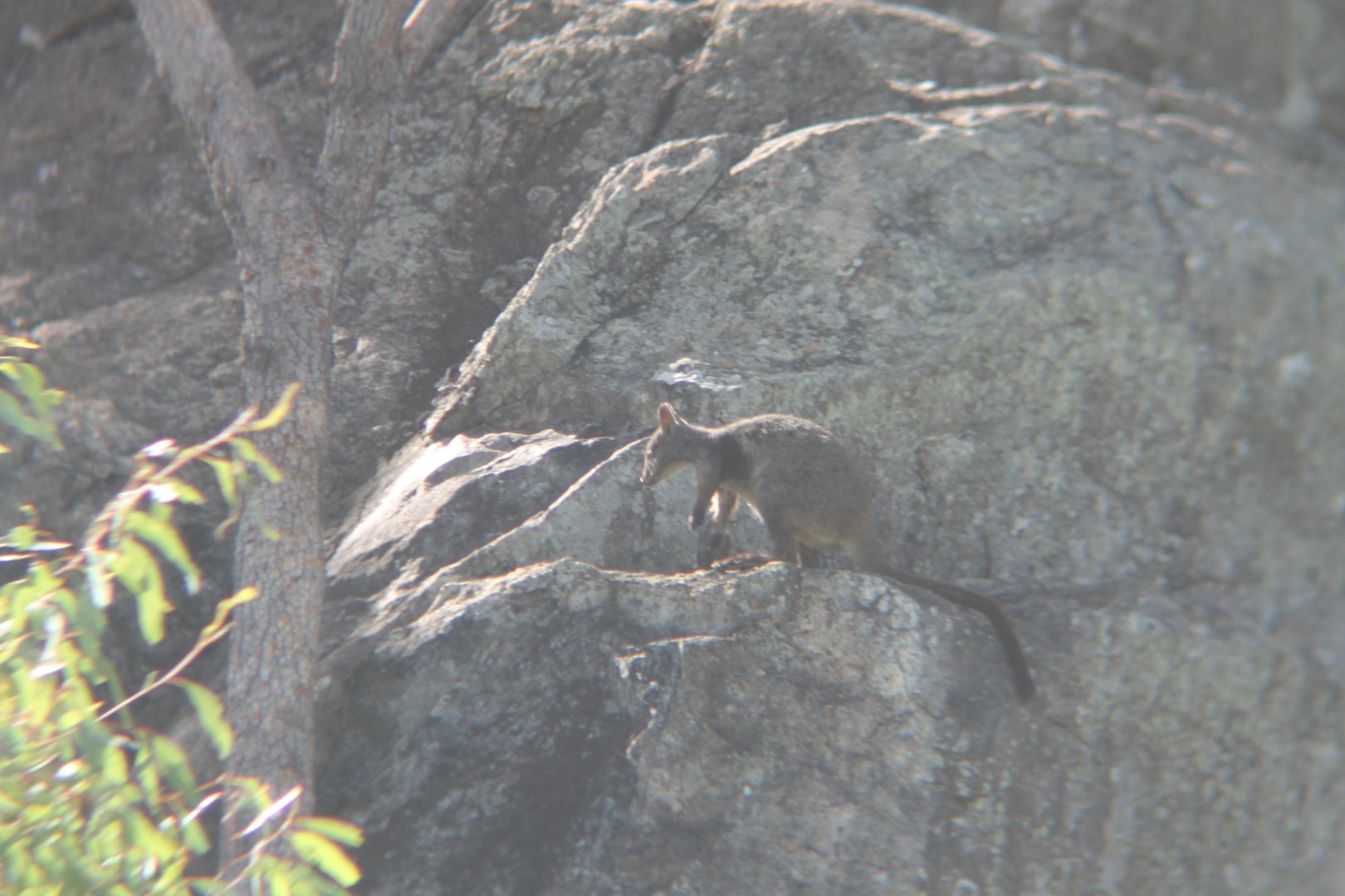Herbert's Rock-wallaby (Petrogale herberti)
