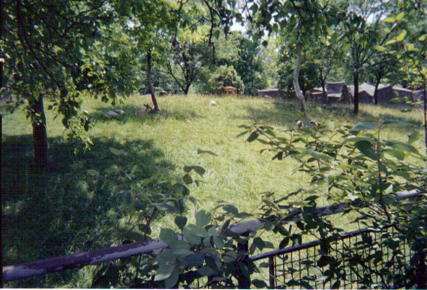 Herbivore/Carnivore Mixed Hoof-Stock Exhibit - July 2004