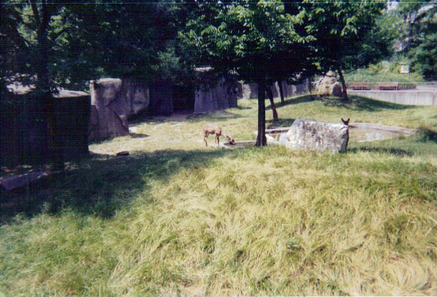 Herbivore / Carnivore Mixed Hoof-Stock Exhibit