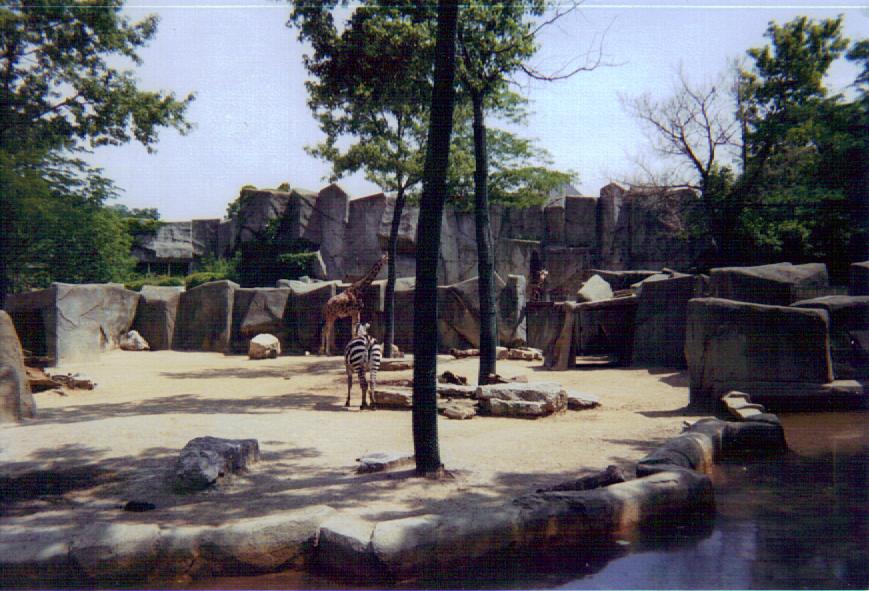 Herbivore/ Carnivore Reticulated Giraffe / Grant's Zebra Exhibit
