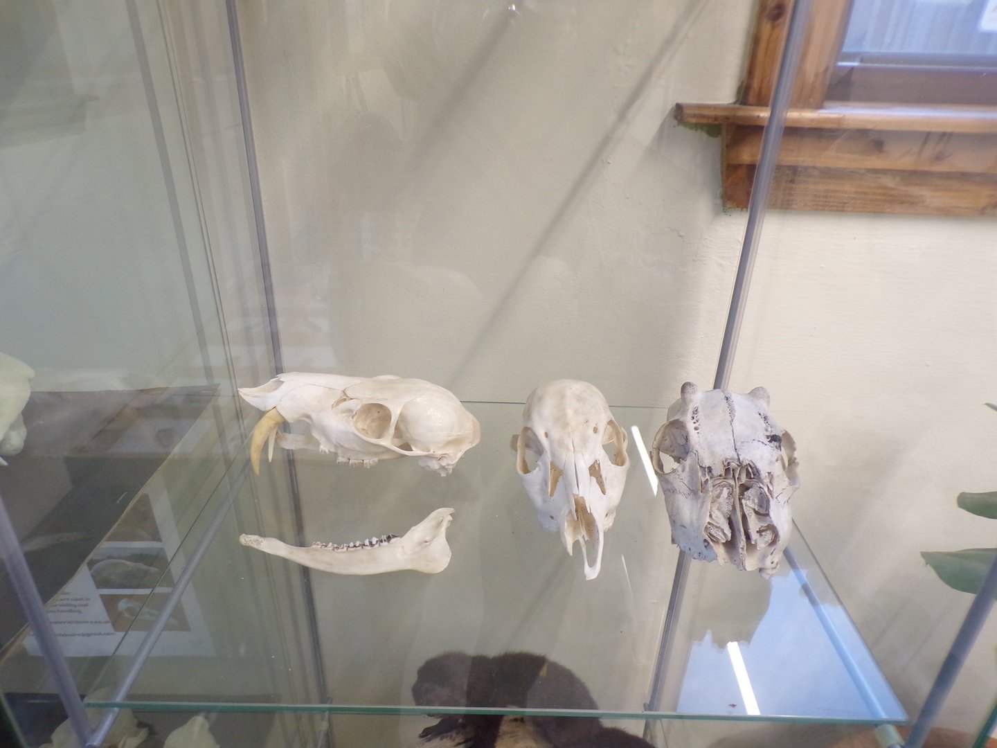 Herbivore skulls in education room
