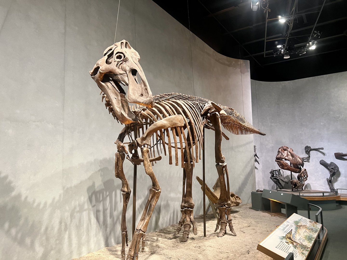 Herbivorous Dinosaur