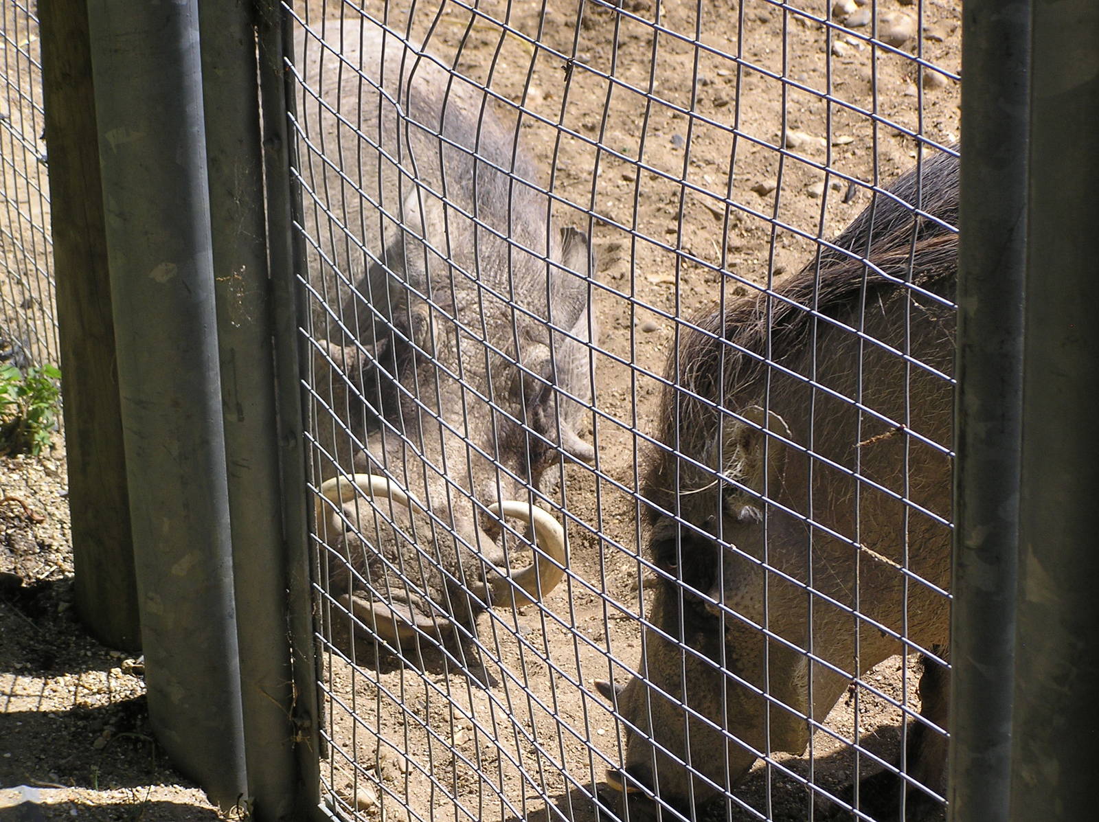 Hercules and Zena the Warthogs