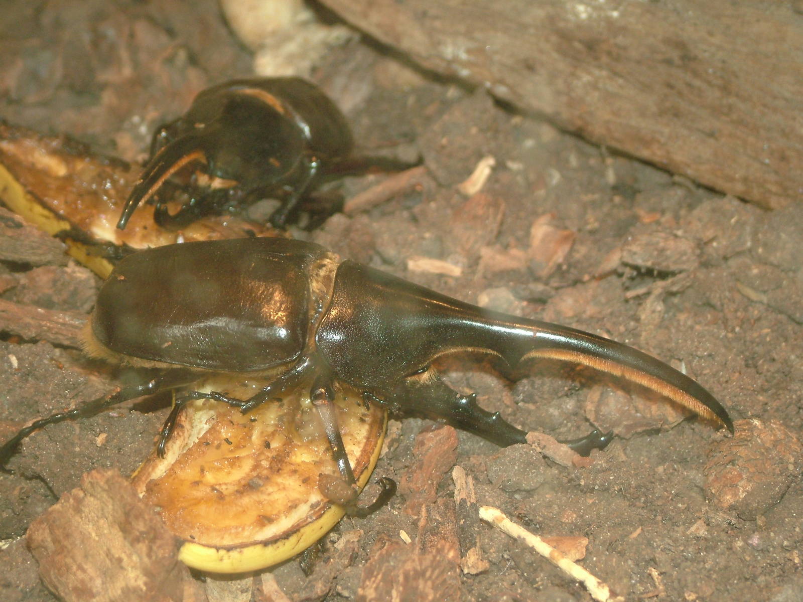 Hercules Beetle at the New Zoo, Poznan Sept 08