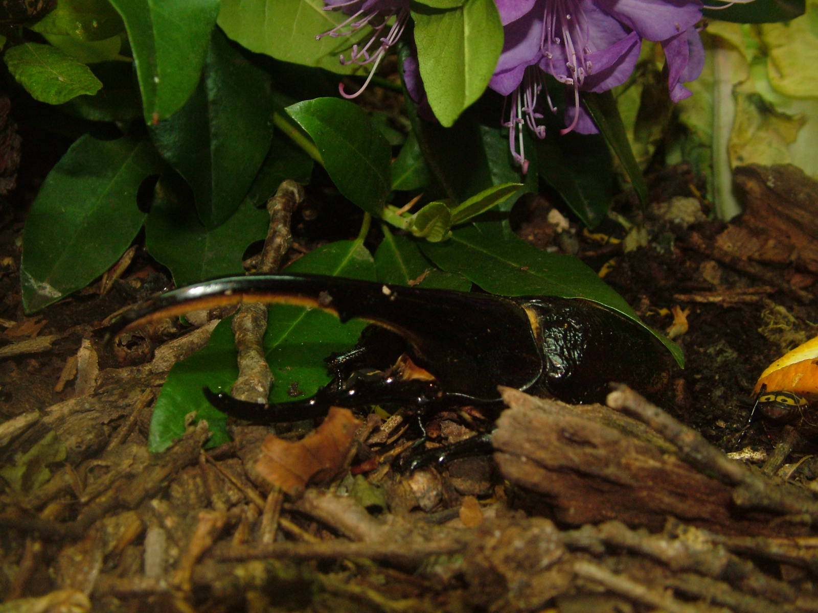 Hercules Beetle at Whipsnade 08/05/11