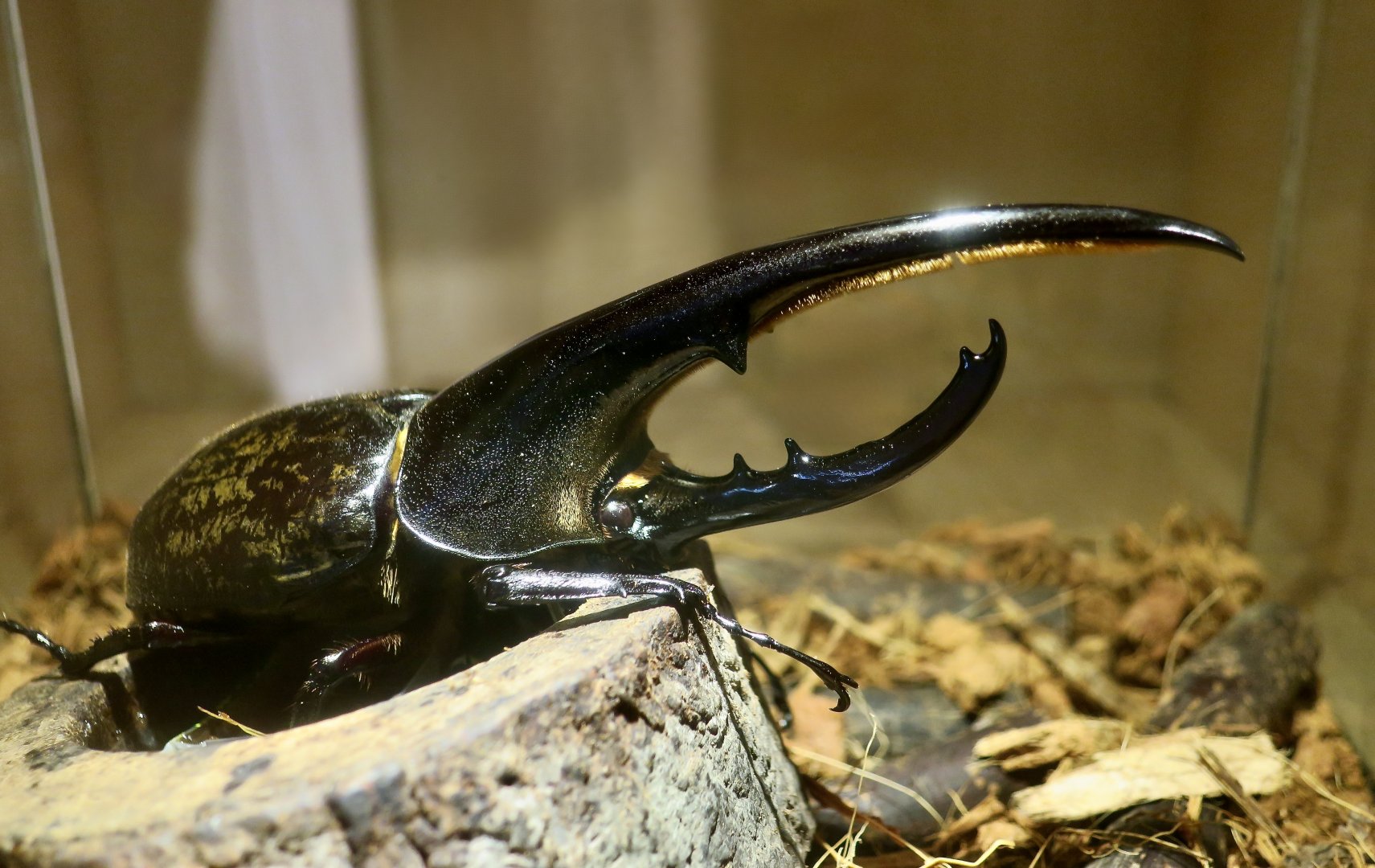 Hercules Beetle (Dynastes hercules hercules) - Taiwan Insectarium (台灣昆蟲館)