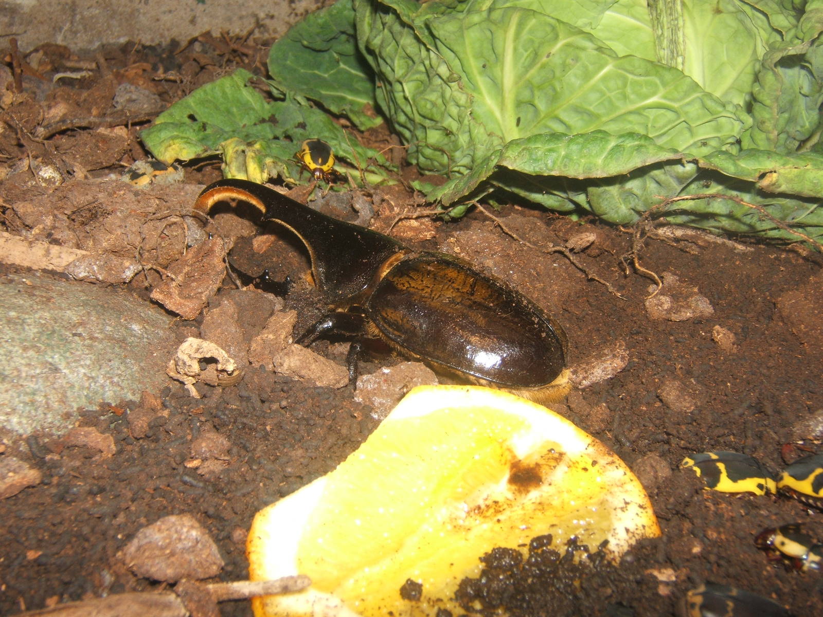 Hercules Beetle (Dynastes hercules hercules)