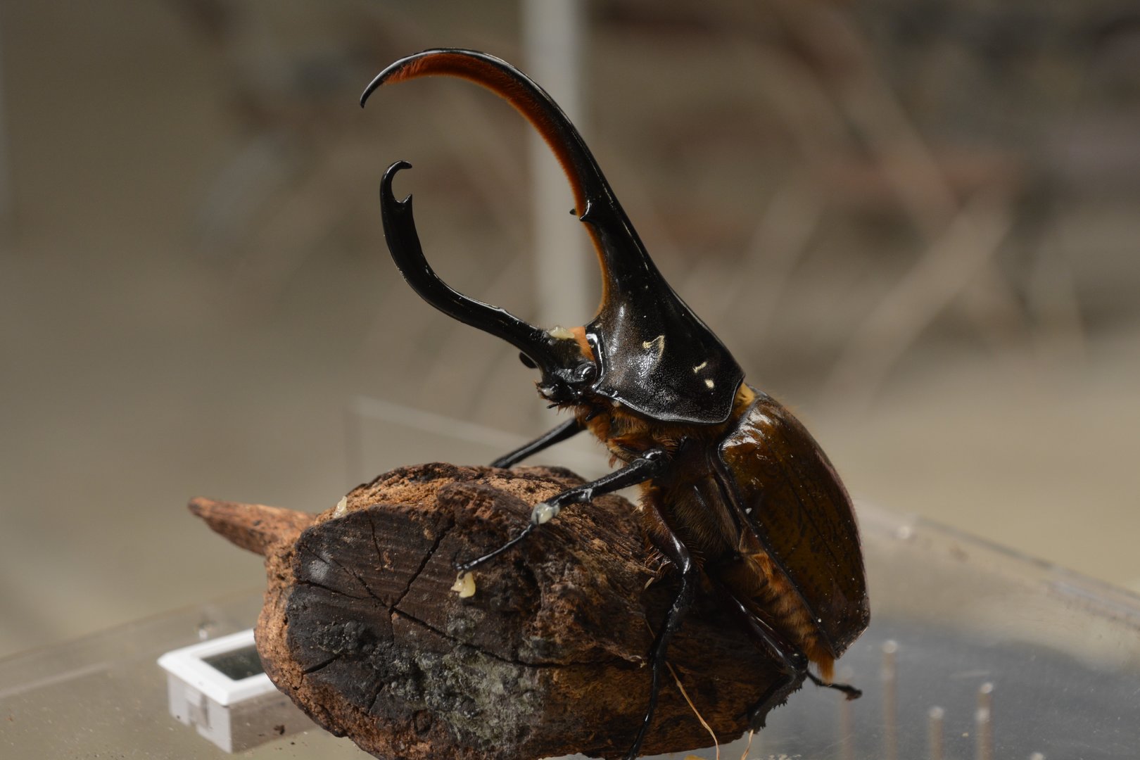 Hercules beetle (Dynastes hercules lichyi)