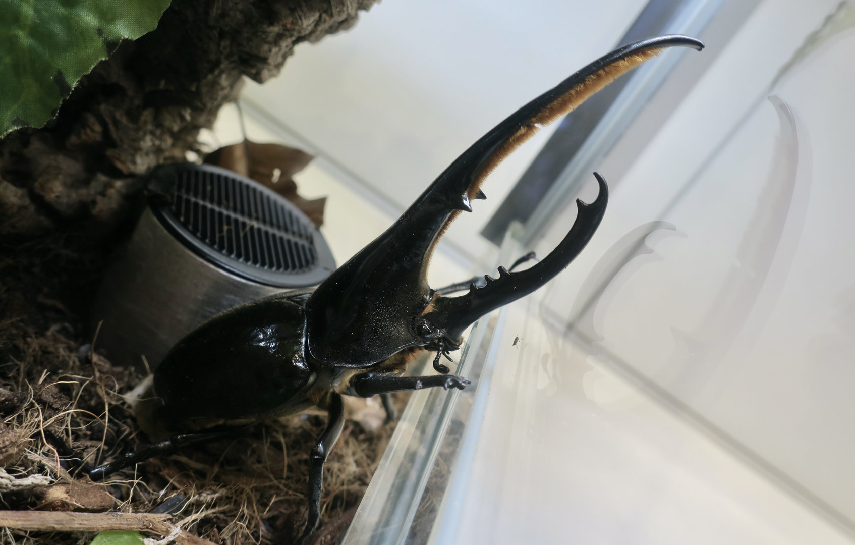 Hercules Beetle (Dynastes hercules)