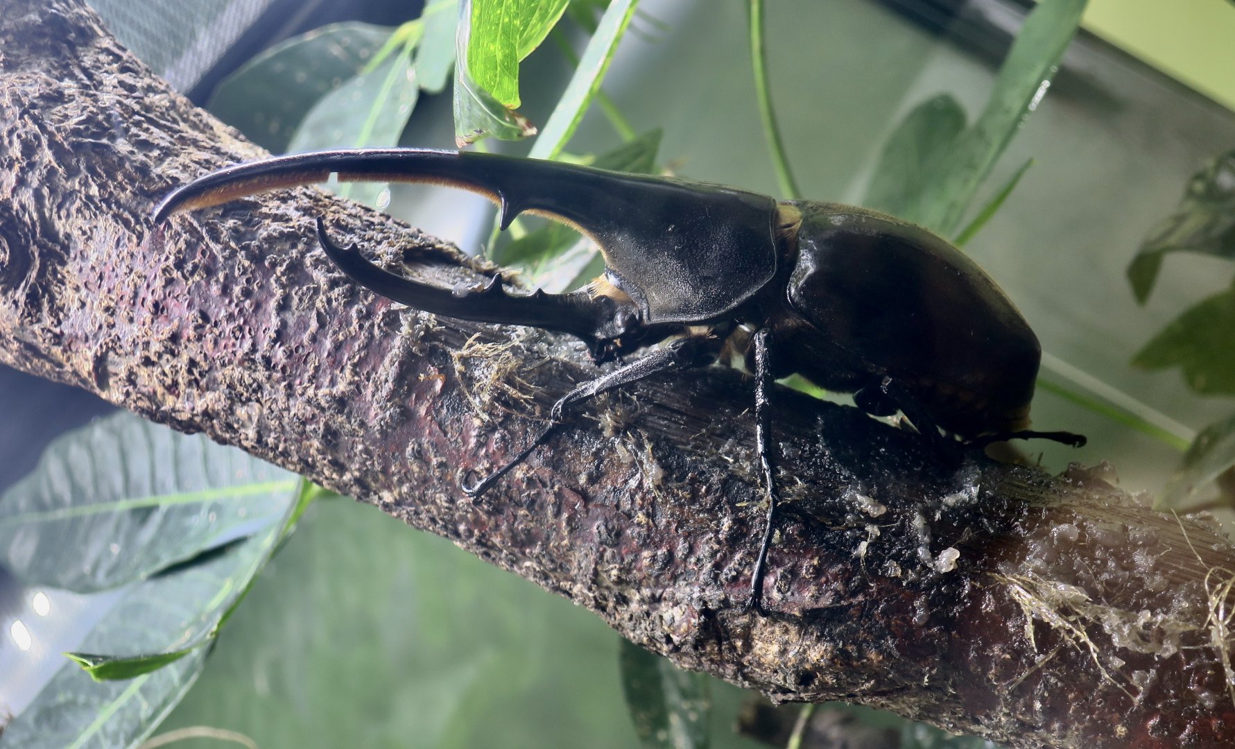 Hercules Beetle (Dynastes hercules)