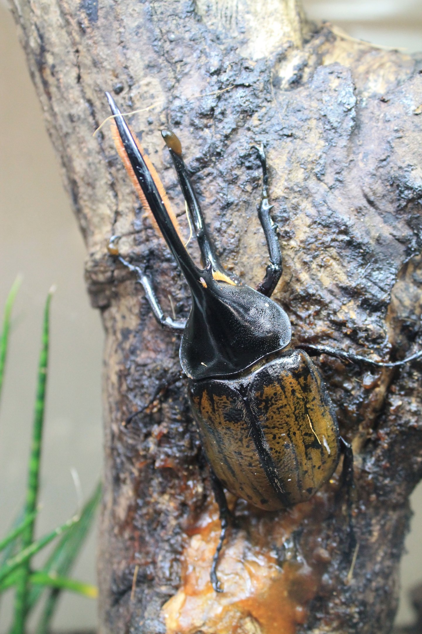 Hercules Beetle (Dynastes hercules)