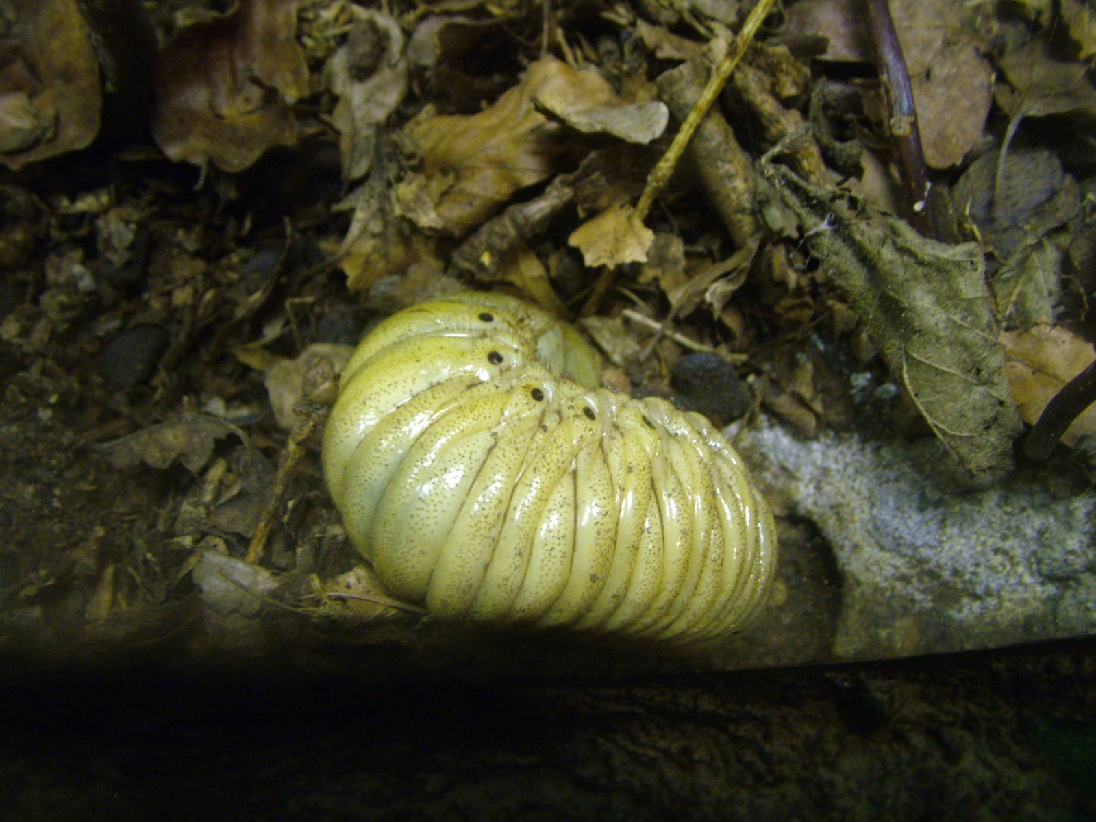 Hercules Beetle Grub at Whipsnade 08/05/11